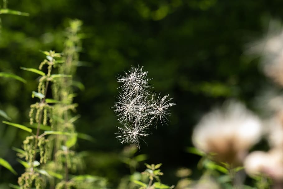 thistle, flying seeds, delicate, fine, wind, shimmer, elegant HD wallpaper