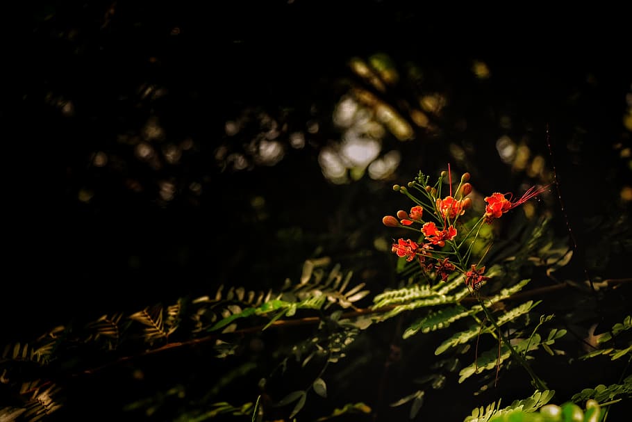 orange petaled flower, plant, blossom, acanthaceae, fern, geranium HD wallpaper