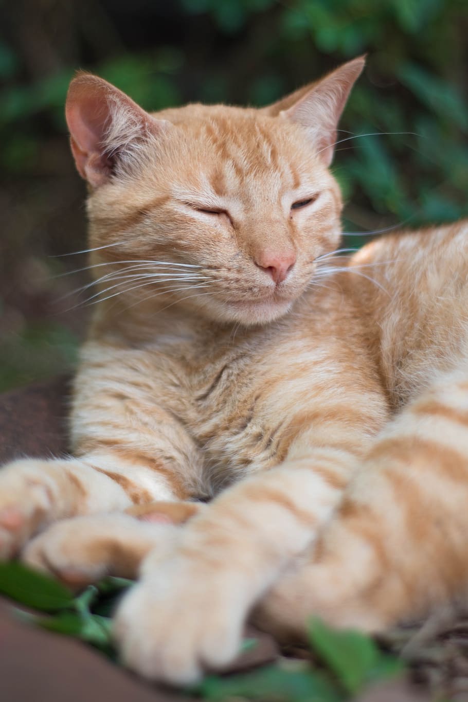 cats, look, nat, feline, animals, cute, pet, portrait, skin HD wallpaper