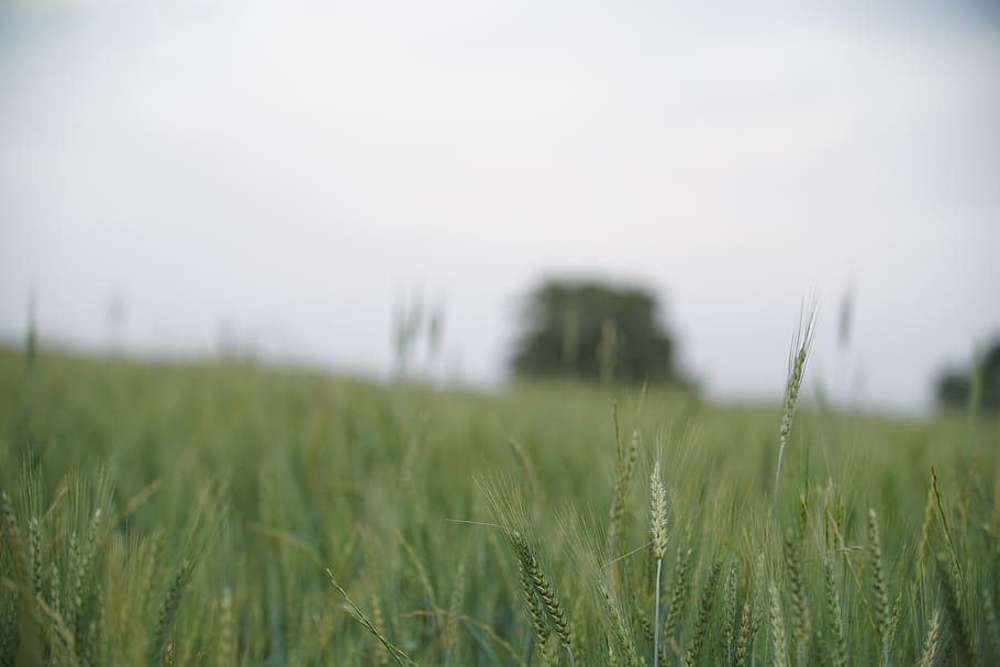 iran, ilam province, plant, landscape, field, rural scene, agriculture HD wallpaper