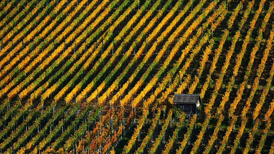 landscape, nature, wine, vines, autumn, rebhaus, light, sun HD wallpaper
