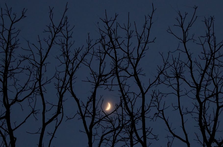 night, moon, trees, glow, blue, branches, sky, bare tree, low angle view HD wallpaper