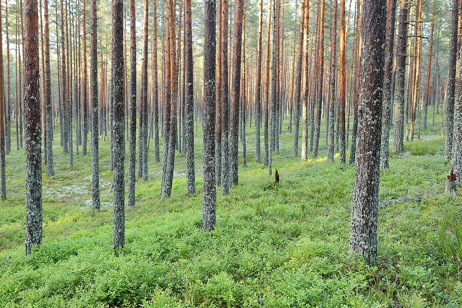 estonia, trees, green, grass, forest, nature, wilderness, sunlight HD wallpaper