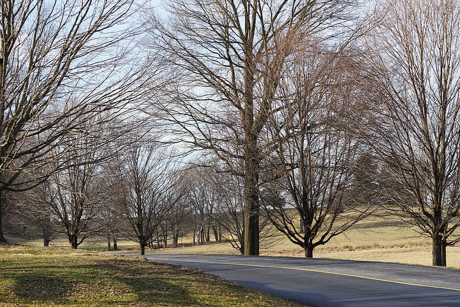 plant, tree, tree trunk, road, grass, path, tarmac, asphalt HD wallpaper