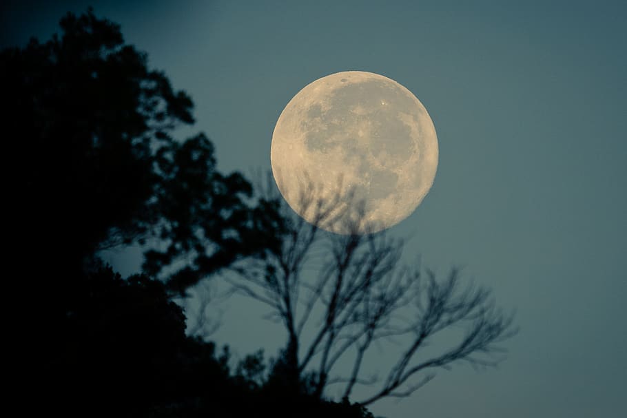 moon photography, tree, sky, night, space, astronomy, plant, full moon HD wallpaper
