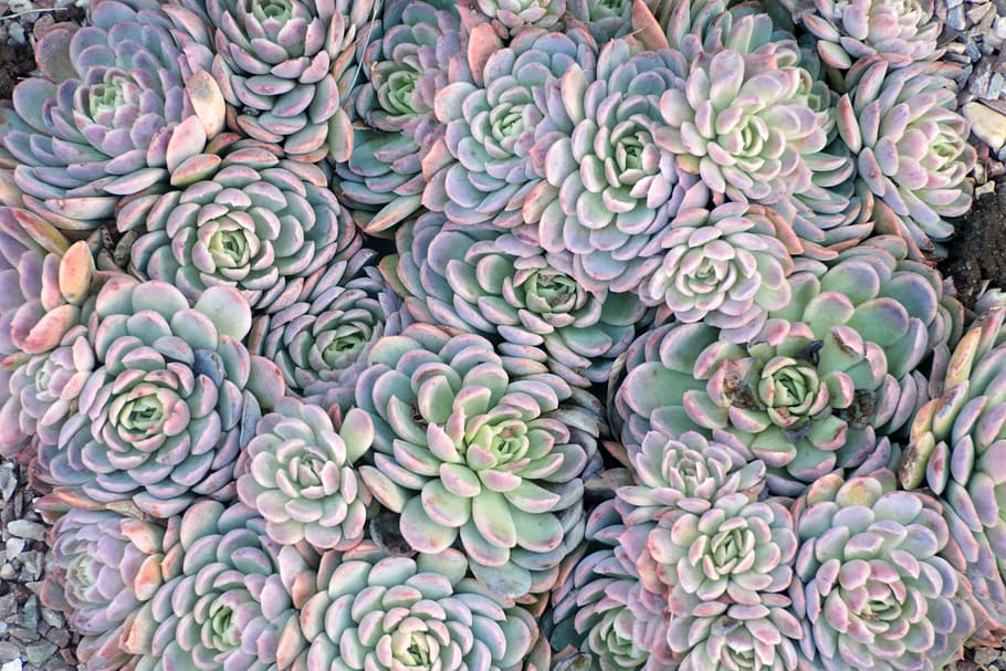plants, nature, succulent, full frame, backgrounds, beauty in nature HD wallpaper