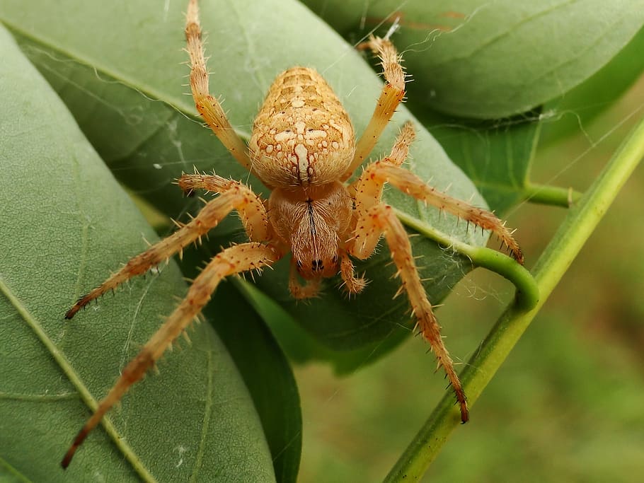 close-up, invertebrate, animals in the wild, arachnid, insect HD wallpaper