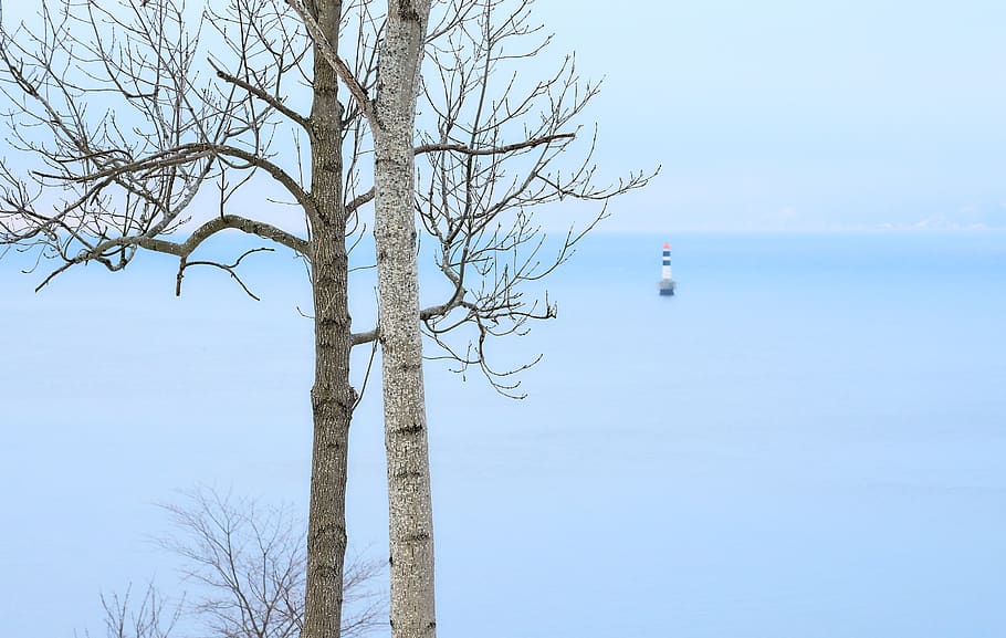 gray bare trees, plant, tree trunk, drøbak, norway, january HD wallpaper
