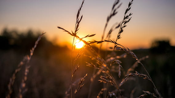 grass, sunshine, summer, yellow, black, orange, photo, street HD wallpaper