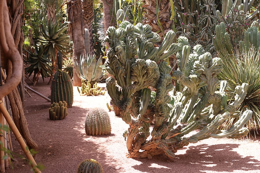 morocco, marrakech, jardin majorelle, cactus, desert, cacti, HD wallpaper