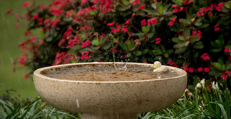 rain, rainfall, wet, weather, water, splash, plant, focus on foreground HD wallpaper