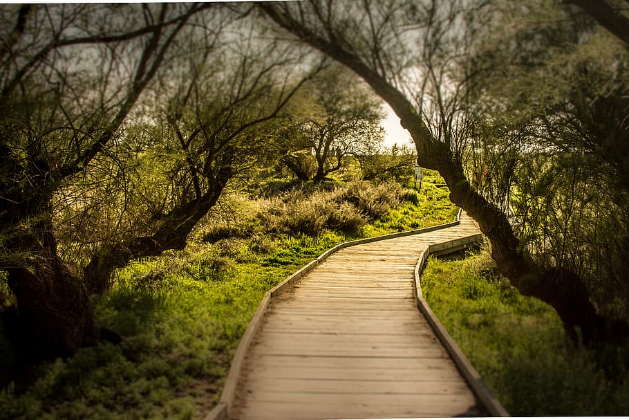 spain, daimiel, tablas daimiel, trees, path, tablas de daimiel HD wallpaper