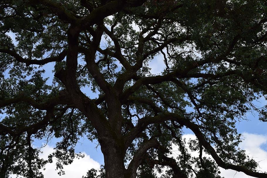 tree, sky, plant, low angle view, growth, day, tranquility HD wallpaper