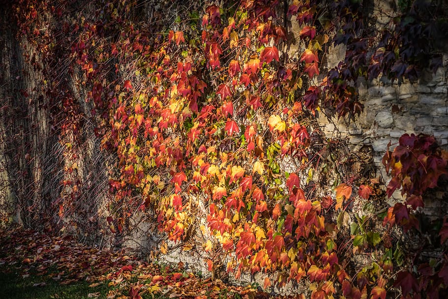 colors, light, colorful, abstract, decorative, autumn, change HD wallpaper