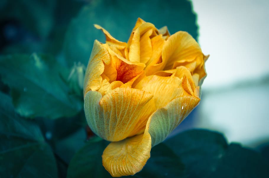 flower, yellow, bloom, flowering plant, beauty in nature, vulnerability HD wallpaper