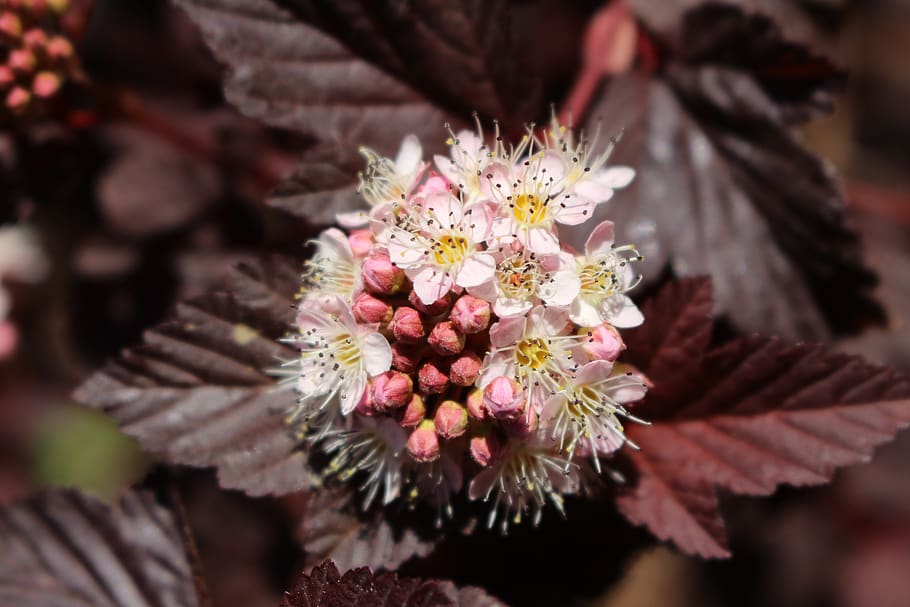 germany, vechta, spring, summer, light, flower, pink, garden HD wallpaper
