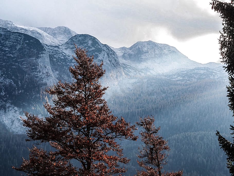 green trees, flora, conifer, plant, abies, fir, ice, snow, outdoors HD wallpaper