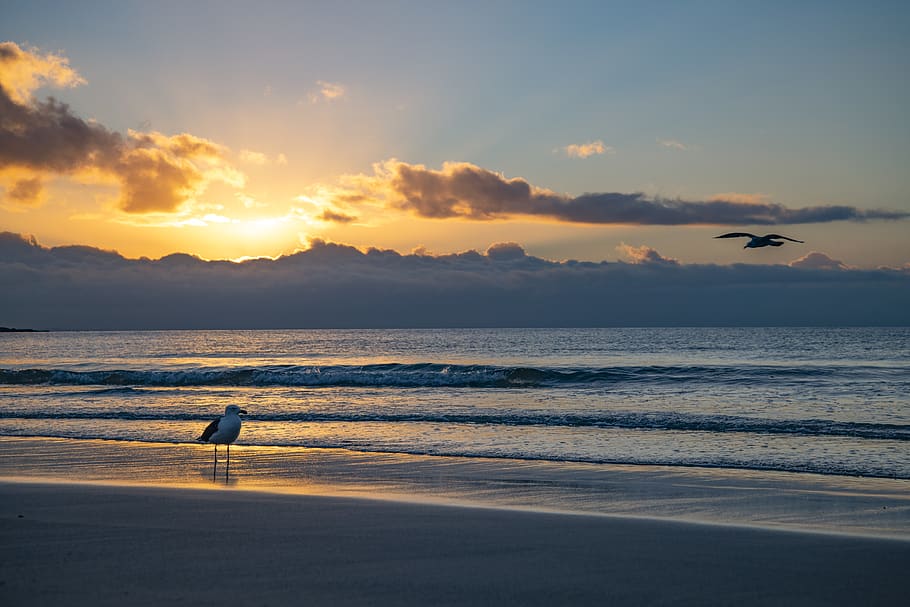 Seagull Standing on the Shore, backlit, beach, dawn, evening HD wallpaper