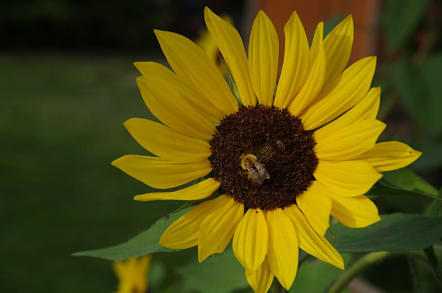 sunflower, yellow, garden, flowering plant, fragility, vulnerability HD wallpaper