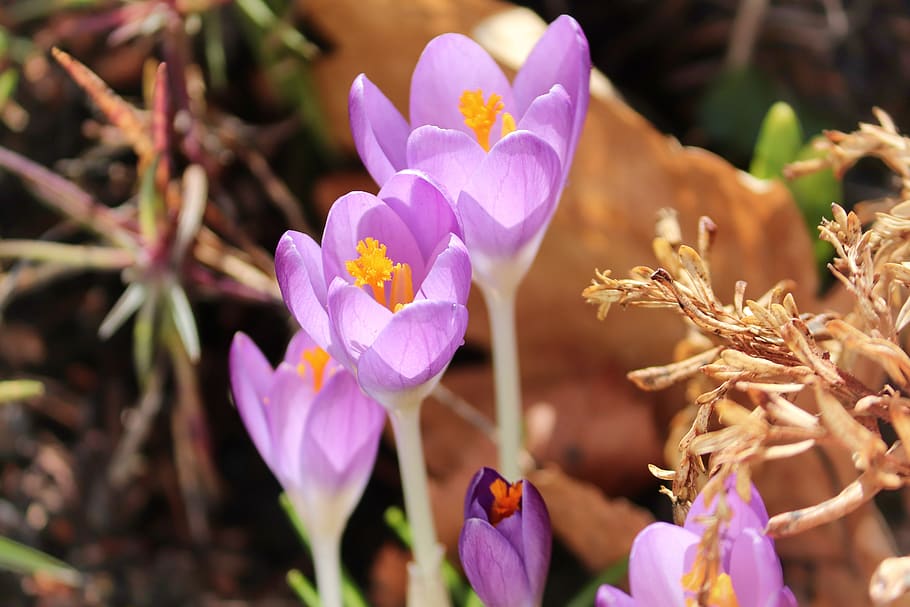 crocus, spring, lenz, early bloomer, violet, garden, field HD wallpaper