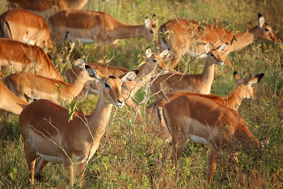 deer eating grass during daytime, wildlife, antelope, gazelle, HD wallpaper