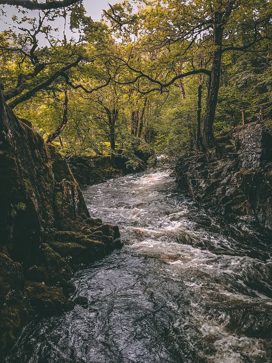 river near trees, water, stream, nature, creek, outdoors, forest HD wallpaper