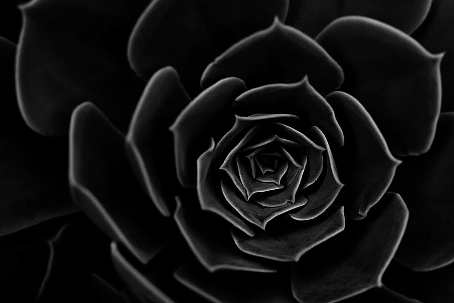 plant, stinger, nature, flower, flowering plant, beauty in nature HD wallpaper