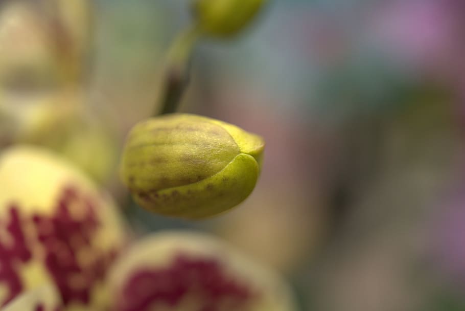 orchid, bud, blossom, bloom, flower, tropical, petal, exotic HD wallpaper