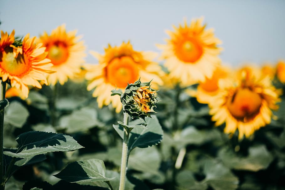 Shallow Focus Photography Of Sunflowers, bloom, blooming, blossom HD wallpaper