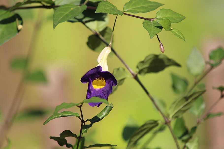 flower, hd background, nature, leaf, tree, plant, growth, plant part HD wallpaper