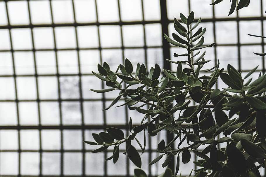 green plant, home decor, window, flower, blossom, leaf, grey HD wallpaper
