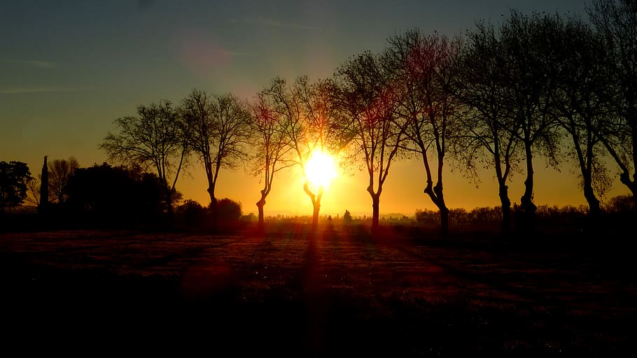 sunrise, vineyard, trees, nature, landscape, sky, field, country HD wallpaper