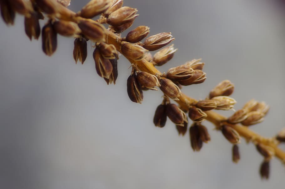 Brown Plant Close Up Picture, buds, close-up, grains, macro, no people HD wallpaper