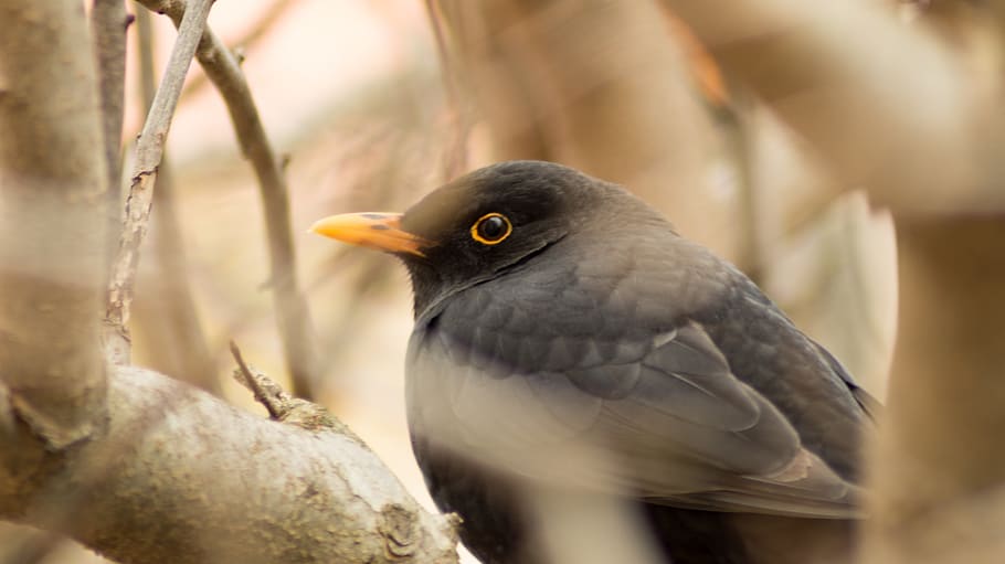 bird, macro, black, animal, tree, winter, animal themes, animal wildlife HD wallpaper