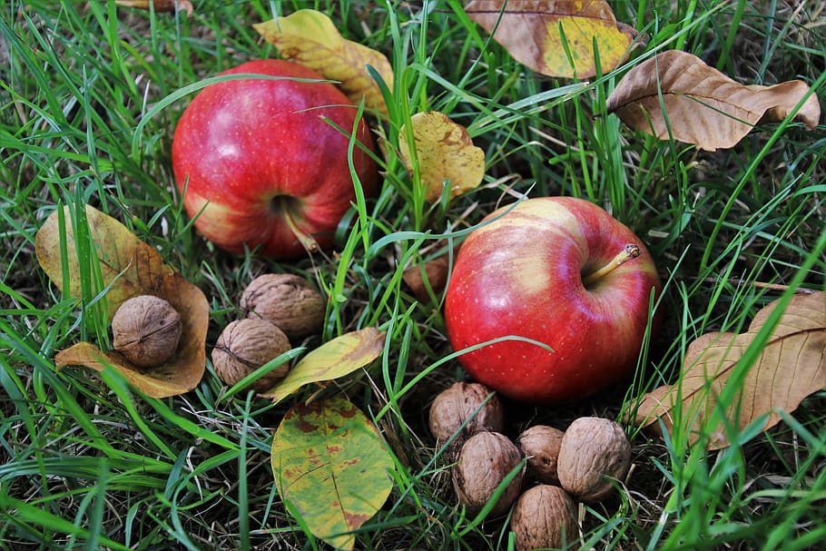 apples, fruit, red, fresh, nutrition, food, mature, healthy HD wallpaper