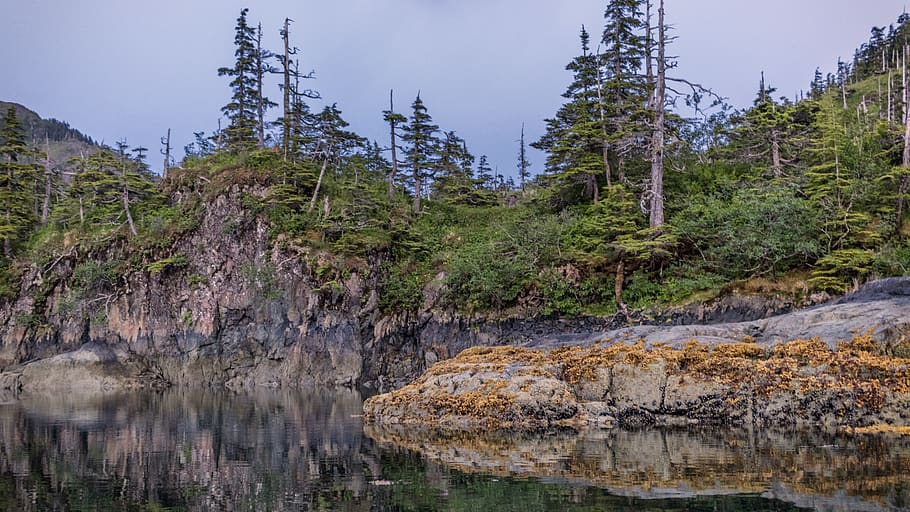 prince william sound, united states, rocks, trees, water, bay