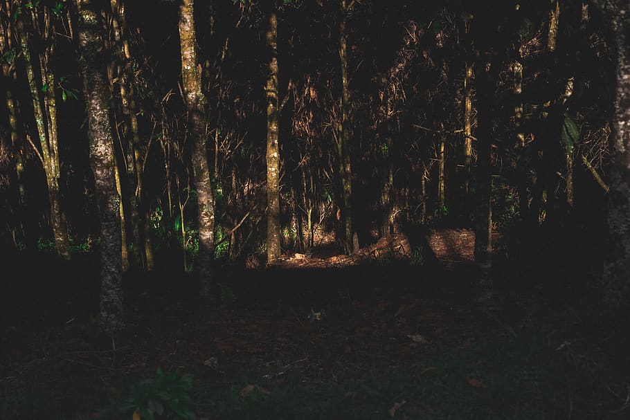 forest, trees, light, shadows, green, wallpaper, wallpapers HD wallpaper