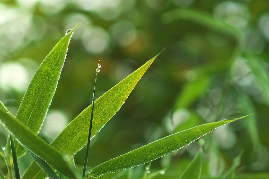 green, wet, drip, nature, plant, fresh, leaf, drop of water HD wallpaper