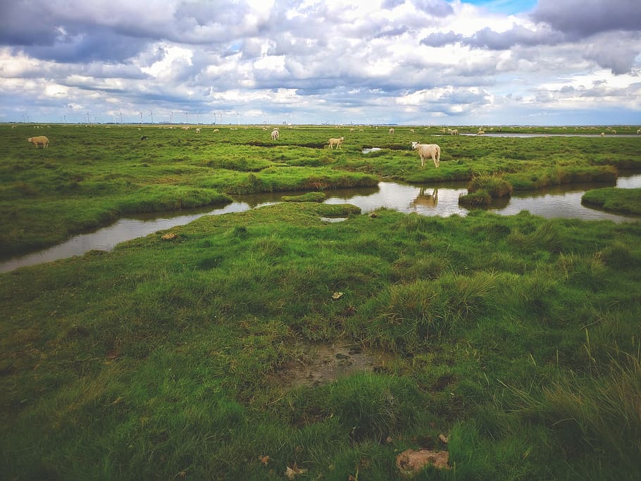 netherlands, fiemel, sheep, sheeps, the nethelands, water, cloud - sky HD wallpaper