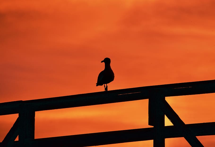 bird, animal, railing, sunset, seagull, silhouette, pier, outdoors, HD wallpaper