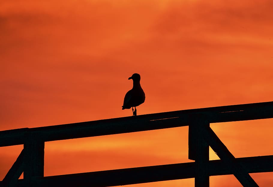 bird, animal, railing, sunset, seagull, silhouette, pier, outdoors HD wallpaper