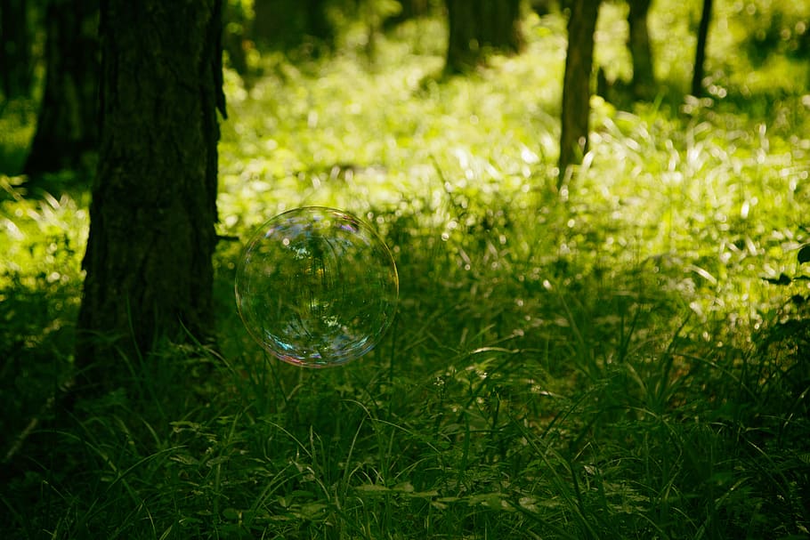 bubbles on green grass near tree, plant, nature, forest, light HD wallpaper