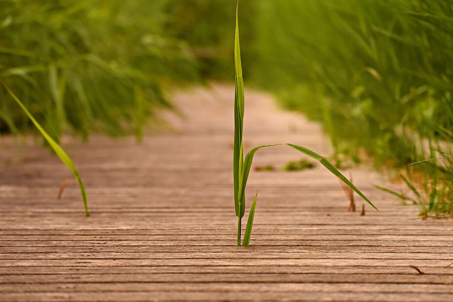 blade, rush, plant, jetty, plank, wooden, growth, green color HD wallpaper