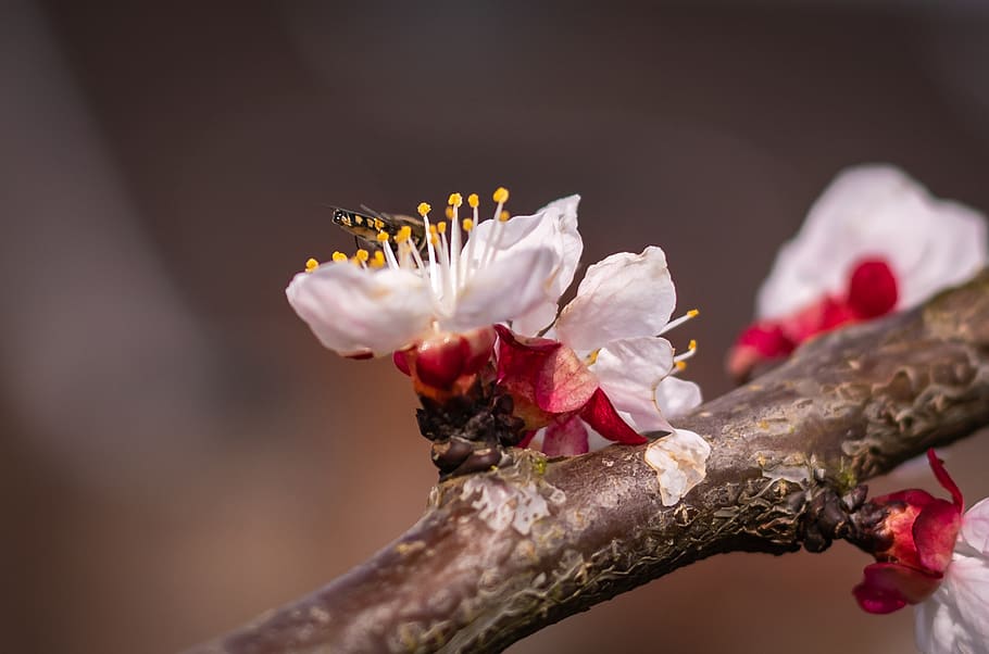 flowers, spring, apricots, insect, stamen, close up, garden HD wallpaper