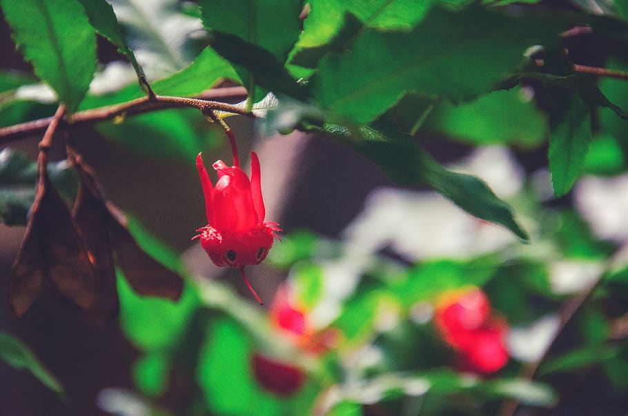 red, berry, forest, bloom, blossom, flowers, garden, plant HD wallpaper