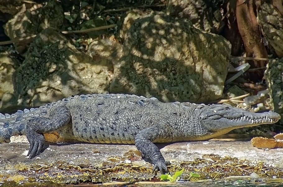 crocodile, lizards, reptile, predator, scale, tooth, close up HD wallpaper
