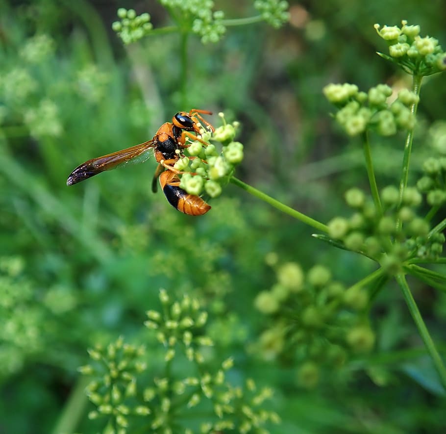 wasp, insect, garden, nature, animals in the wild, invertebrate HD wallpaper
