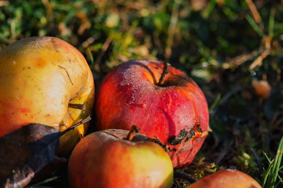 apple, windfall, fruit, healthy, orchard, meadow, nature, vitamins HD wallpaper