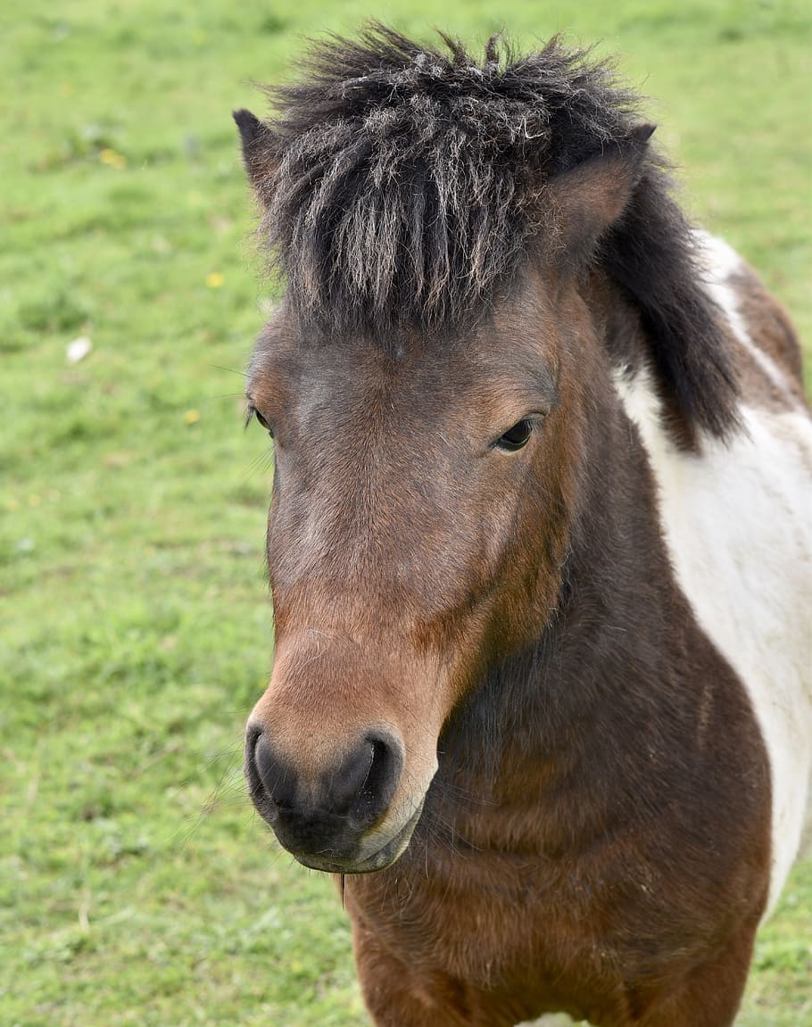 shetland pony, portrait pony, mane, horse, equine, nature, prairie, HD wallpaper