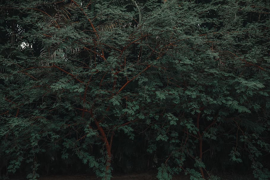 trees, forest, flower, plant, growth, land, tranquility, no people HD wallpaper